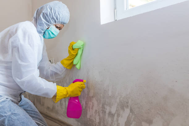 Best Comprehensive Air Testing for Mold Contaminants  in Glendale, MS